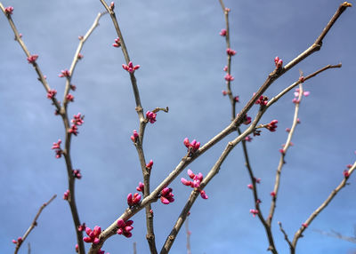 Low angle view of flower tree against sky