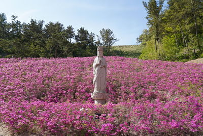 View of woman standing by flowering plants on field