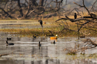 Birds on a lake