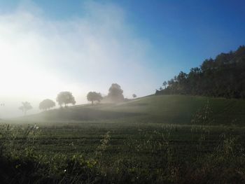 Scenic view of agricultural field against sky