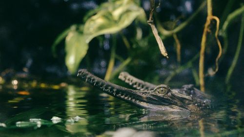 Caiman crocodiles swimming next to each other