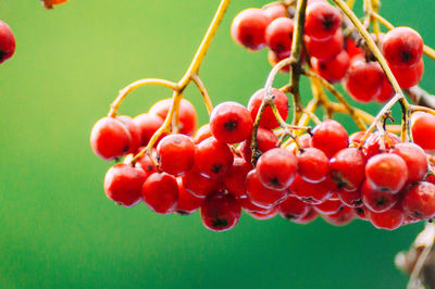 Close-up of rowanberries