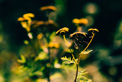 Close-up of flowers