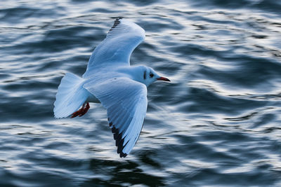 Seagull flying over sea