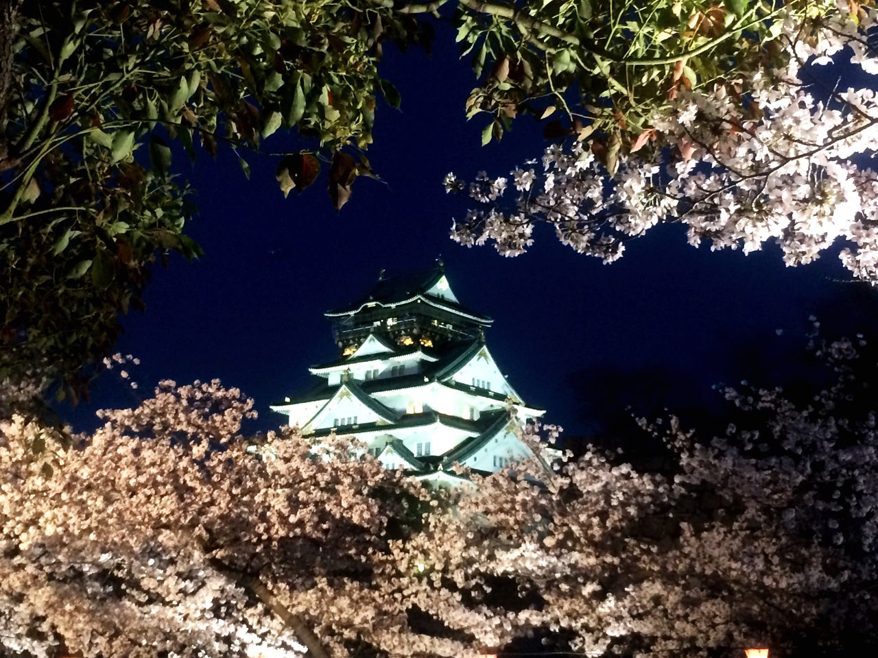 tree, branch, low angle view, growth, built structure, architecture, building exterior, nature, night, outdoors, leaf, clear sky, plant, flower, no people, sky, beauty in nature, park - man made space, high angle view