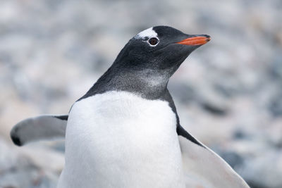 Close-up of penguin against blurred background