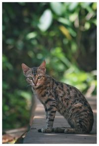 Portrait of cat sitting outdoors