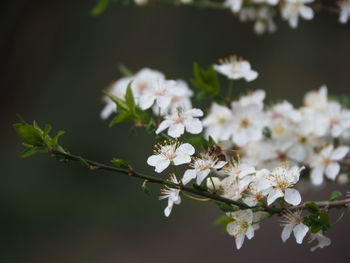 Close-up of white cherry blossom tree