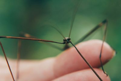 Cropped image of hand holding stick insect