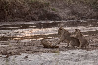 Young tigers playing in forest