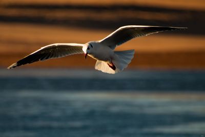 Seagull flying in the sea