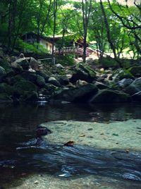 Scenic view of river in forest