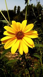 Close-up of yellow flower