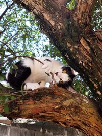 Low angle view of cat by tree