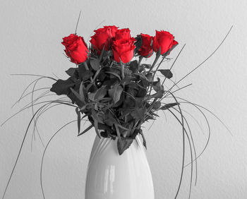 Close-up of red flowers against white background