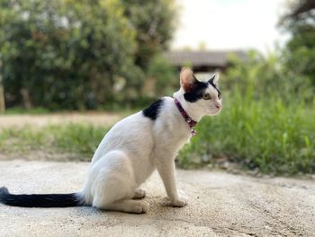 Side view of a dog looking away