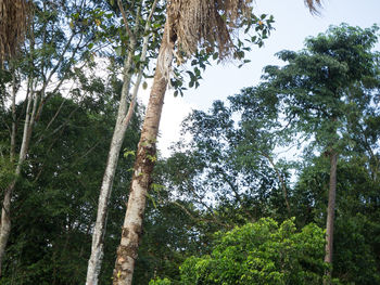 Low angle view of bamboo trees in forest