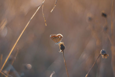 Close-up of insect on dry leaf