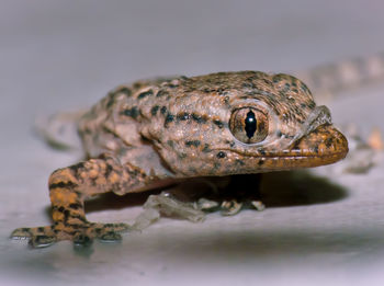 Close-up of turtle