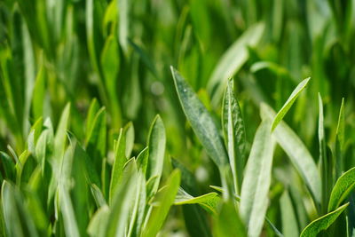 Close-up of crops growing on field