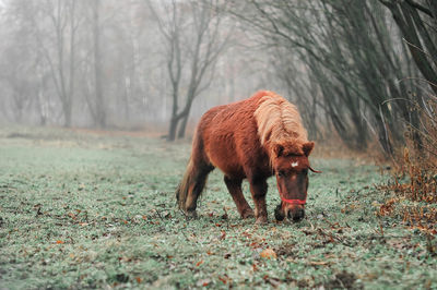 Full length of pony grazing on field