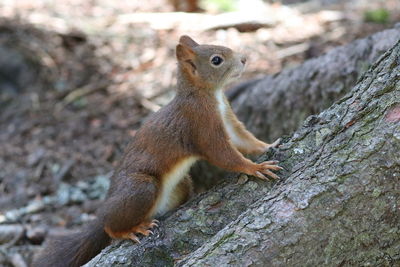 Close-up of squirrel on trunk