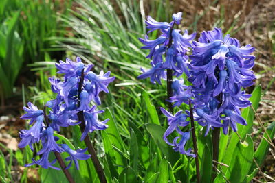 Close-up of purple flowers