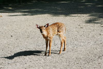 Portrait of deer 