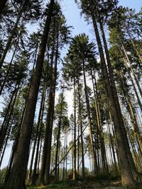 Low angle view of bamboo trees in forest