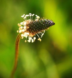 Close-up of insect on plant