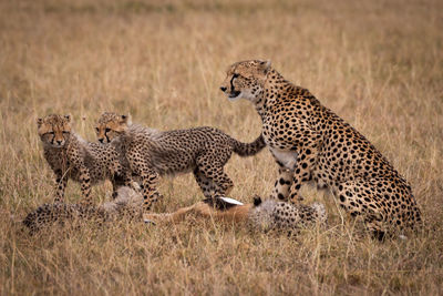 Cheetahs on grassy field in forest