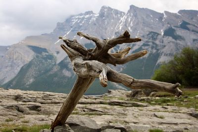 Driftwood on landscape against mountain range