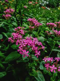 Close-up of pink flowers