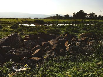 Scenic view of field against sky