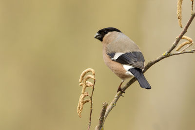 Close-up of bird perching on branch