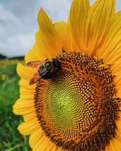 Close-up of honey bee on sunflower
