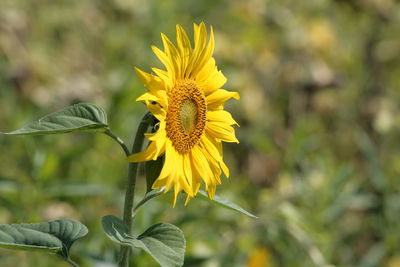 Close-up of yellow sunflower