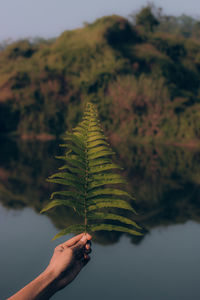 Cropped hand holding plant