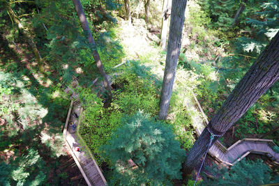 Close-up of plants against trees