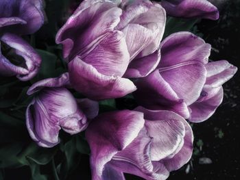 Close-up of pink roses