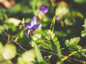 Close-up of purple flowering plant