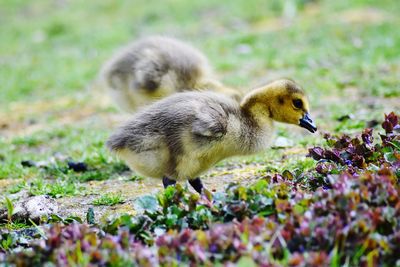 Close-up of a bird on field