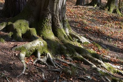 Moss growing on rock in forest