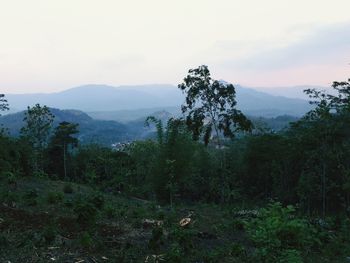 Scenic view of trees and mountains against sky