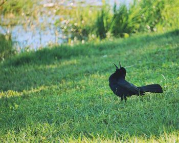 Side view of a bird on field