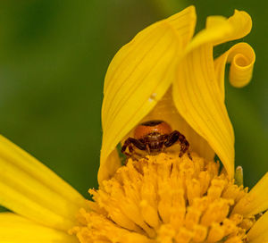 Close-up of insect on yellow flower