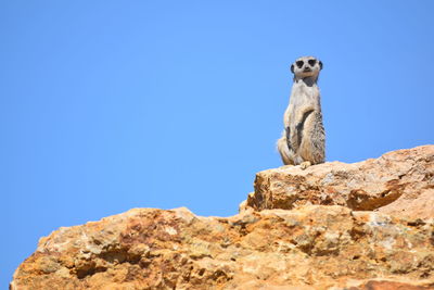 Low angle view of statue on rock against clear blue sky