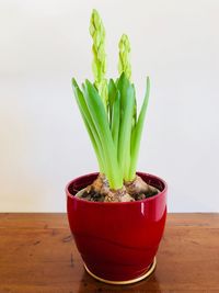 Close-up of succulent plant on table against wall