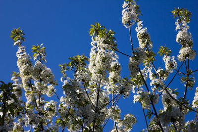 Low angle view of tree against blue sky