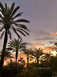 Palm trees against sky during sunset
